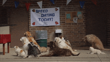 Speed dating gif
